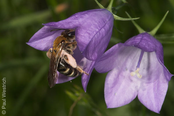 Andrena curvungula pollensammelnd