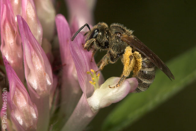 Halictus tumulorum - pollensammelndes Weibchen an Rotklee
