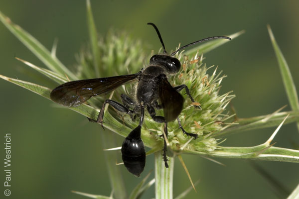 Isodontia mexicana - Weibchen