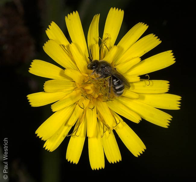 Lasioglossum leucozonium - Weibchen an Hieracium umbellatum