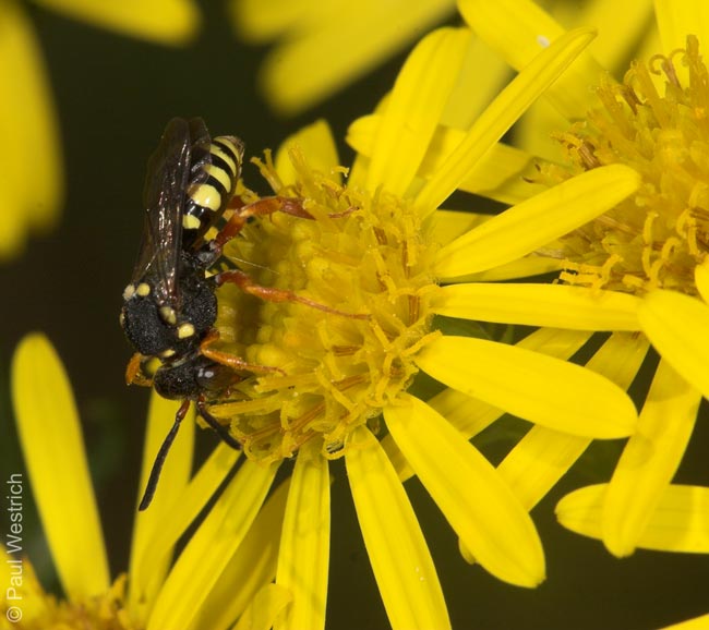 Nomada flavopicta - Weibchen