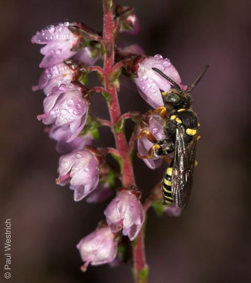 Nomada rufipes M�nnchen