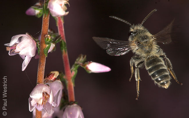 Andrena fuscipes M�nnchen
