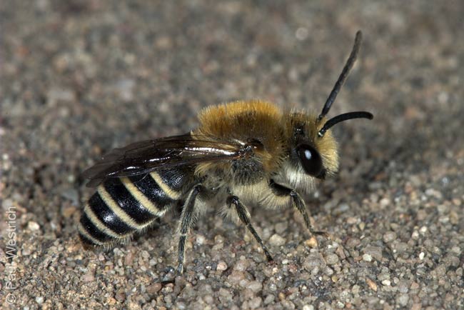 Colletes succinctus M�nnchen