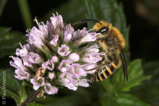 Colletes hederae - M�nnchen an Mentha