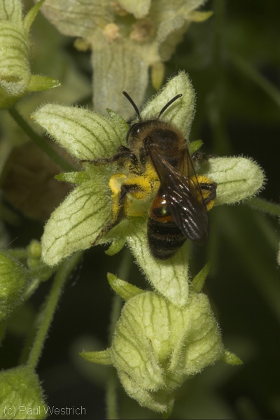 Andrena florea - Weibchen an Bryonia dioica