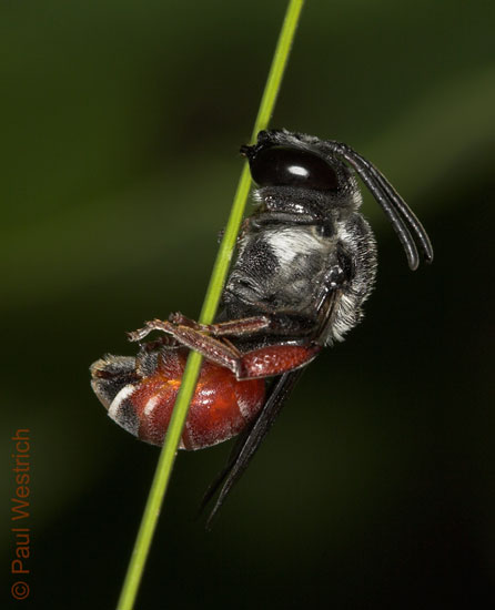 Ammobatoides abdominalis - Weibchen