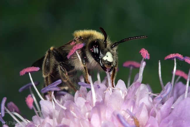 Andrena hattorfiana M�nnchen