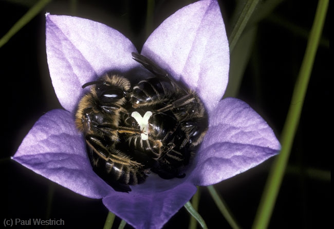 Andrena pandellei - schlafende M�nnchen