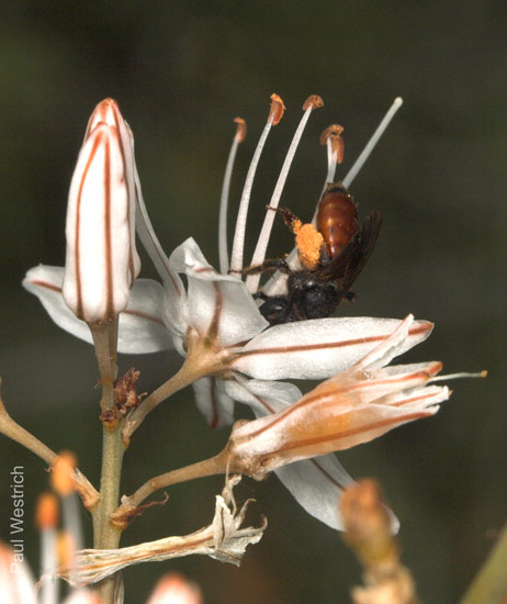Andrena sardoa Weibchen