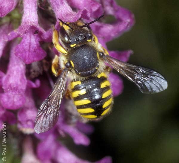 Anthidium manicatum - M&auml;nnchen an Stachys recta