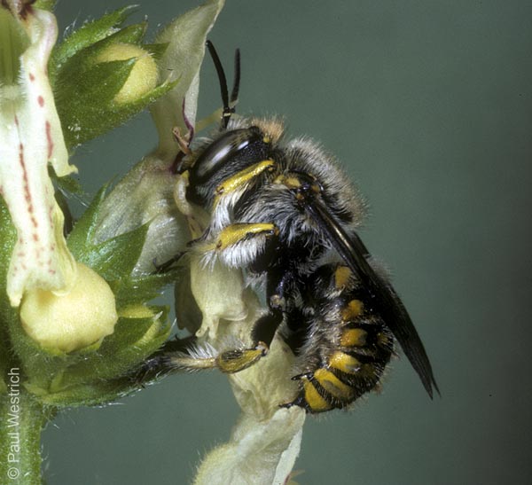 Anthidium manicatum - M&auml;nnchen an Stachys recta