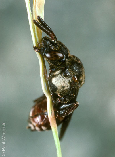Biastes emarginatus - Weibchen