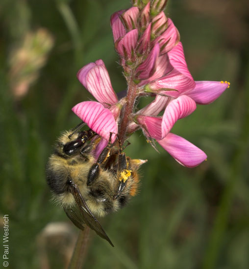 Bombus sylvarum K�nigin an Onobrychis viciifolia