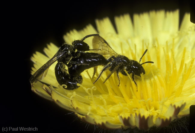 Ceratina cucurbitina Paarung