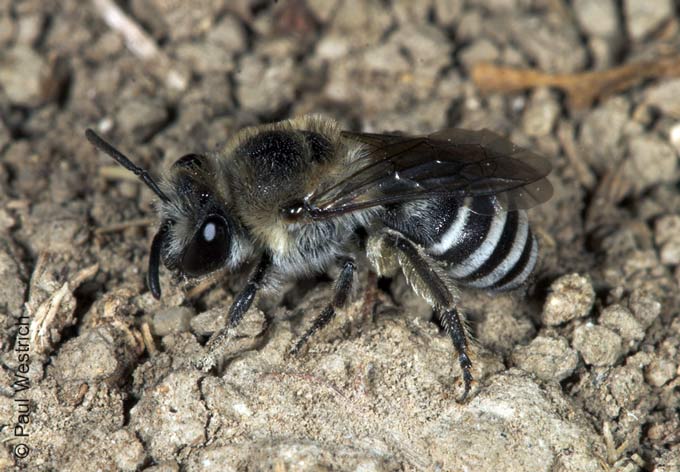 Colletes sierrensis Weibchen