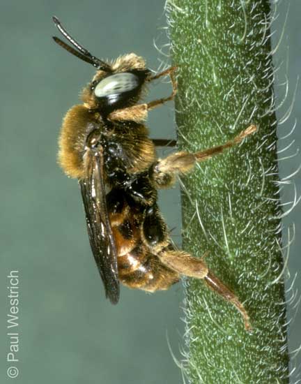 Epeoloides coecutiens - M�nnchen