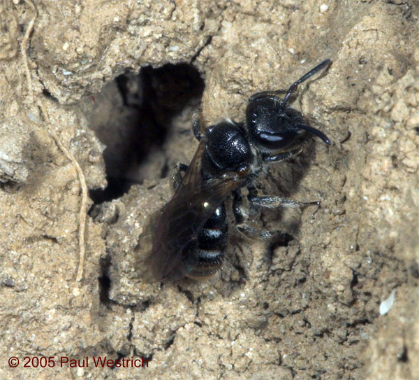 Lasioglossum marginellum Weibchen