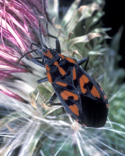 Lygaeus saxatilis
