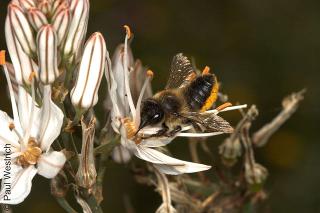 Xylocopa cantabrita Weibchen