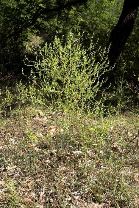 Odontites viscosus