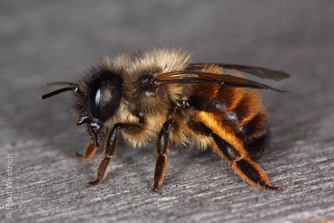 Osmia bicornis - Weibchen
