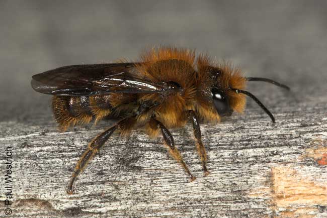 Osma brevicornis M�nnchen