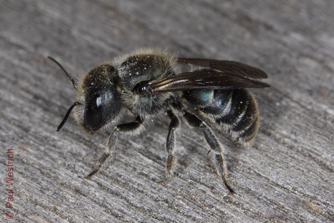 Osmia caerulescens - Weibchen