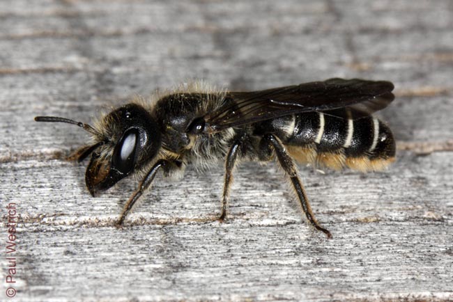 Osmia bicornis - Weibchen