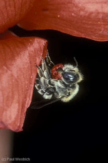Osmia papaveris Weibchen