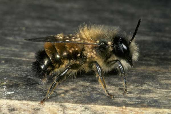 Osmia bicornis - Männchen mit Milben