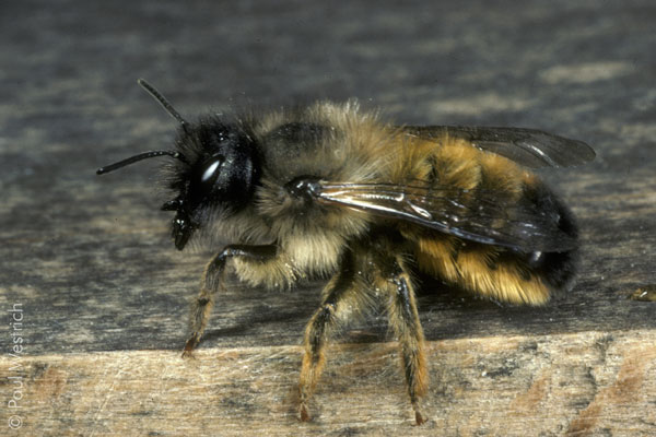 Osmia bicornis - Weibchen