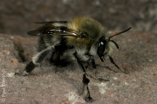 Anthophora plumipes - Männchen