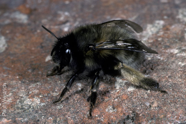 Anthophora plumipes - M&auml;nnchen