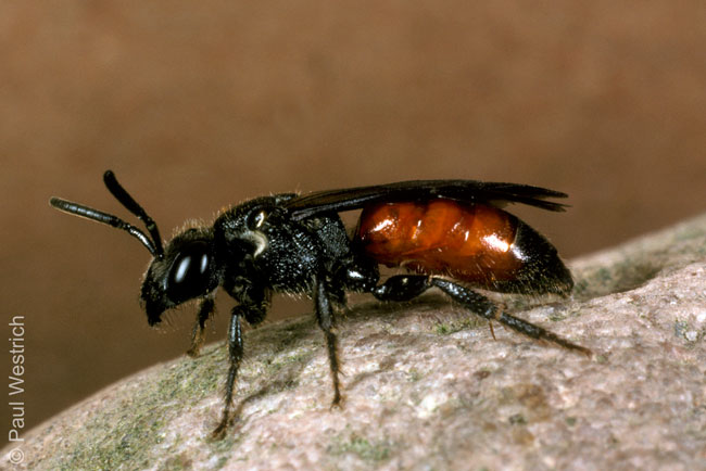 Sphecodes gibbus  - Weibchen