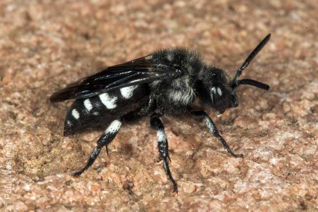 Thyreus orbatus  - Weibchen