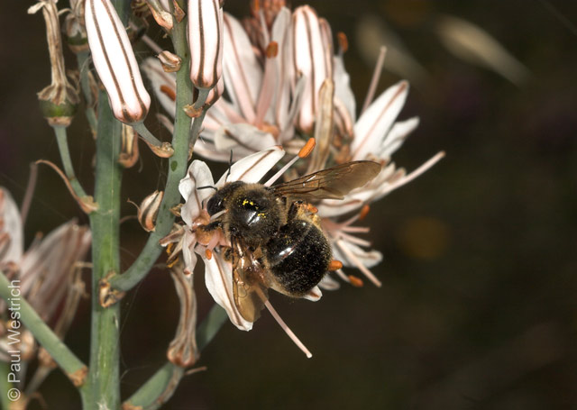 Xylocopa cantabrita Weibchen