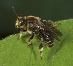 Macropis fulvipes M&auml;nnchen