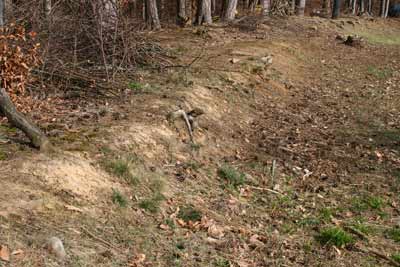 Bienenlebensraum Waldrand