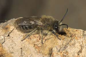 Colletes cunicularius M&auml;nnchen