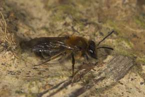 Andrena helvola - stylopisiertes Weibchen