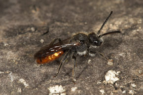 Nomada fabriciana - M&auml;nnchen