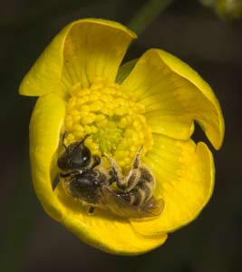 Lasioglossum malachurum in Ranunculus-Bl&uuml;te