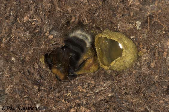 Bombus hypnorum - br&uuml;tende K&ouml;nigin
