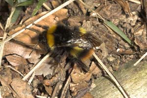 Bombus pratorum - K&ouml;nigin