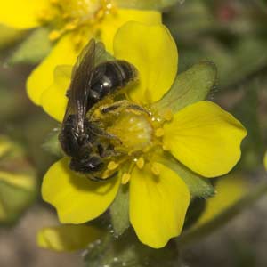 Lasioglossum laticeps pollensammelnd an Potentilla tabernaemontani
