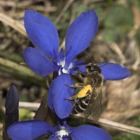 Andrena flavipes pollensammelnd an Gentiana verna