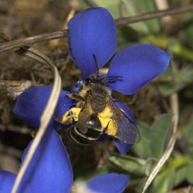 Andrena flavipes pollensammelnd an Gentiana verna