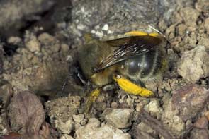 Anthophora plumipes - Weibchen beim Bl&uuml;tenbesuch