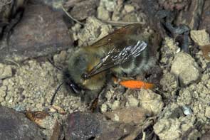 Anthophora plumipes Weibchen mit rotem Pollen
